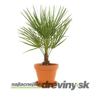 AKCIA! Mrazuvzdorná palma Chamaerops Humilis, výška 50/70 cm, v črepníku Chamaerops Humilis