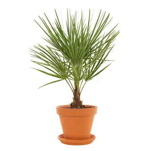 AKCIA! Mrazuvzdorná palma Chamaerops Humilis, výška 50/70 cm, v črepníku Chamaerops Humilis