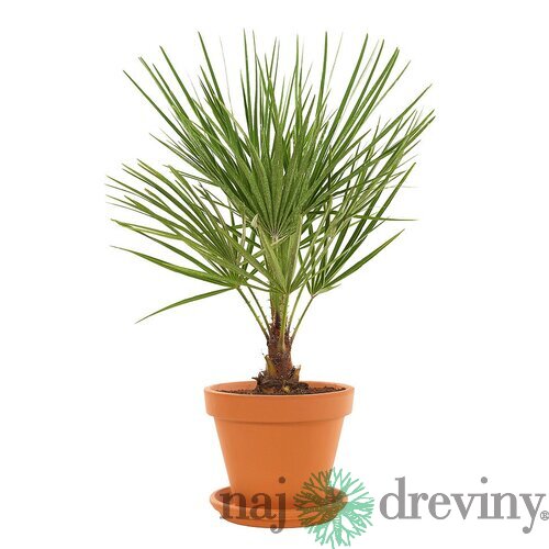 AKCIA! Mrazuvzdorná palma Chamaerops Humilis, výška 50/70 cm, v črepníku Chamaerops Humilis