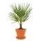 AKCIA! Mrazuvzdorná palma Chamaerops Humilis, výška 50/70 cm, v črepníku Chamaerops Humilis
