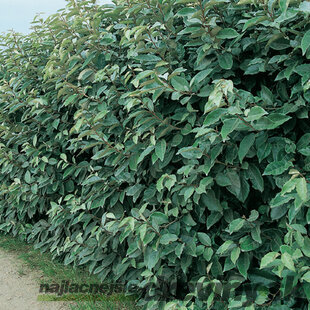 AKCIA Ruská oliva - Hlošina Ebbingeova, výška 220/250 cm, v črepníku Elaeagnus Angustifolia
