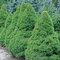 AKCIA Smrek biely Conica, výška 60/80 cm, v črepníku 5l Picea glauca Conica
