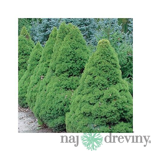 AKCIA Smrek biely Conica, výška 60/80 cm, v črepníku 5l Picea glauca Conica