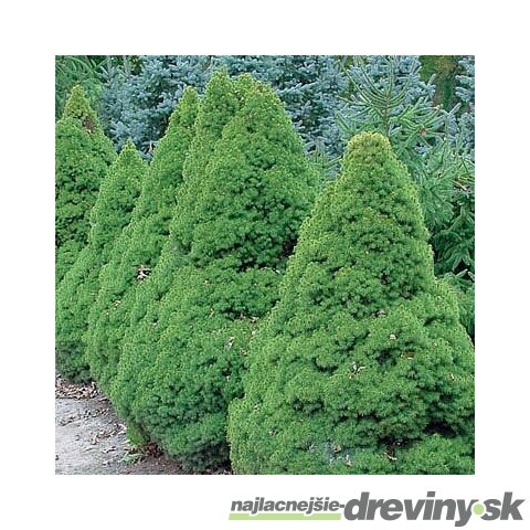 AKCIA Smrek biely Conica, výška 60/80 cm, v črepníku 5l Picea glauca Conica