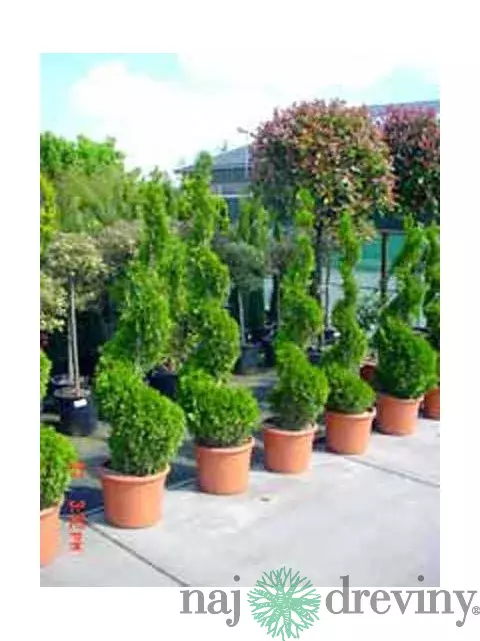 AKCIA Tuja Smaragd špirála 90/110 cm, v črepníku Thuja occidentalis Smaragd