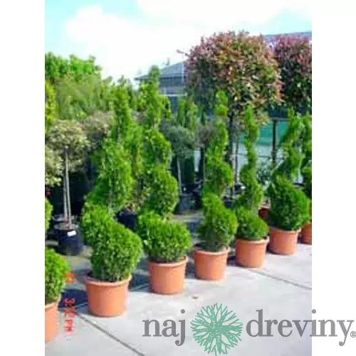 AKCIA Tuja Smaragd špirála 90/110 cm, v črepníku Thuja occidentalis Smaragd