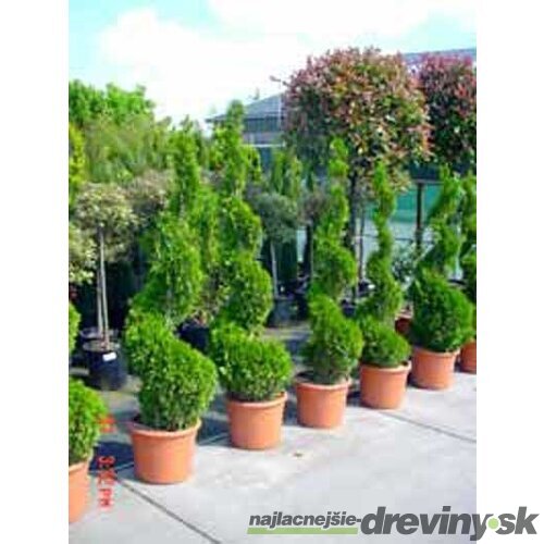 AKCIA Tuja Smaragd špirála 90/110 cm, v črepníku Thuja occidentalis Smaragd