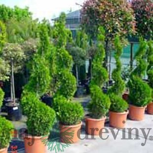 AKCIA Tuja Smaragd špirála 90/110 cm, v črepníku Thuja occidentalis Smaragd