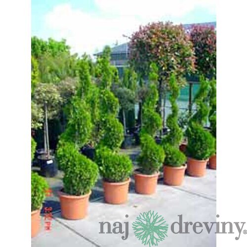 AKCIA Tuja Smaragd špirála 90/110 cm, v črepníku Thuja occidentalis Smaragd