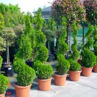 AKCIA Tuja Smaragd špirála 90/110 cm, v črepníku Thuja occidentalis Smaragd