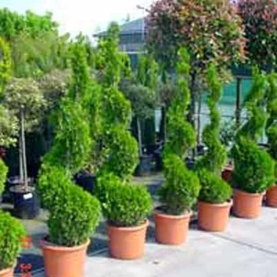 AKCIA Tuja Smaragd špirála 90/110 cm, v črepníku Thuja occidentalis Smaragd
