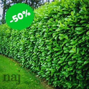 Akcia Vavrínovec lekársky Novita 25/35 cm, v črepníku Laurus cerasus Novita