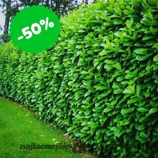 Akcia Vavrínovec lekársky Novita 25/35 cm, v črepníku Laurus cerasus Novita