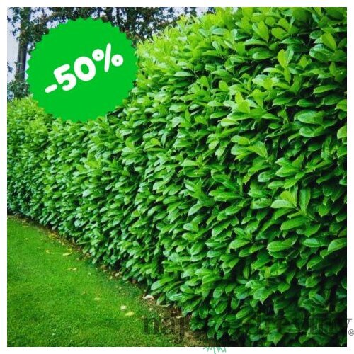 AKCIA!!! Vavrínovec lekársky Novita 30/40 cm, v črepníku Laurus cerasus Novita