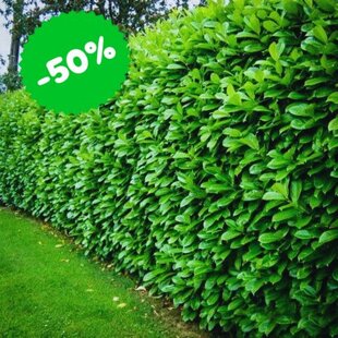 AKCIA!!! Vavrínovec lekársky Novita 30/40 cm, v črepníku Laurus cerasus Novita