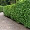 Akcia Vavrínovec lekársky Novita, výška 130/150 cm, v črepníku 15l Prunus laurocerasus Novita