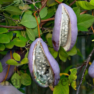 Akébia čokoládový banán 60/80 cm, v črepníku Akebia quinata