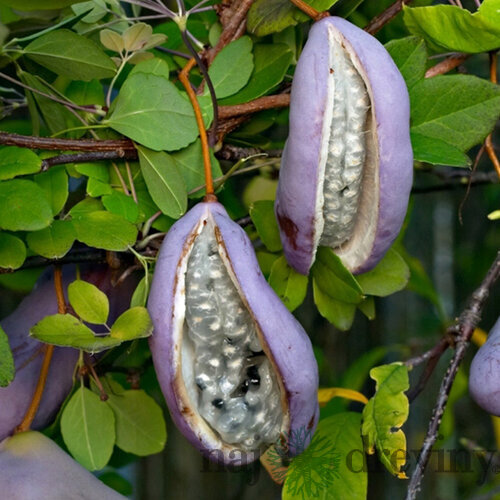 Akébia čokoládový banán 60/80 cm, v črepníku Akebia quinata