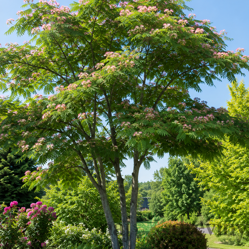 Albízia Ombrella MULTIKMEŇ perzský hodvábny strom na kmienku 180/200 cm, obvod 6/8 cm, v črepníku Albizia julibrissin