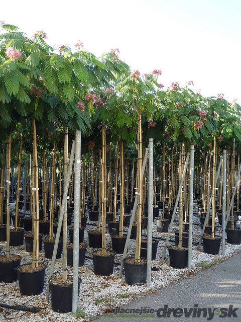 Albízia Ombrella perzský hodvábny strom na kmienku 180/200 cm, obvod 6/8 cm, v črepníku Albissia julibrissin
