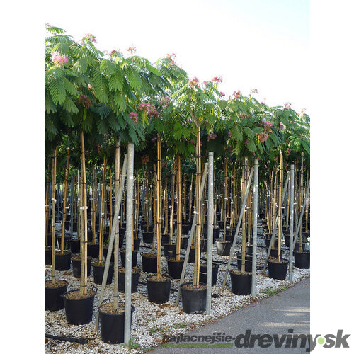 Albízia Ombrella perzský hodvábny strom na kmienku 180/200 cm, obvod 6/8 cm, v črepníku Albissia julibrissin