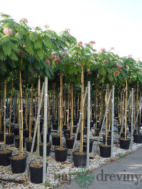 Albízia Ombrella perzský hodvábny strom na kmienku 180/200 cm, obvod 6/8 cm, v črepníku Albissia julibrissin