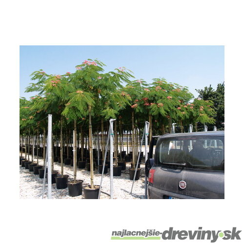 Albízia perzský hodvábny strom na kmikenku 200 cm celková výška  250/300 cm, obvod kmienku 6/8 cm, v črepníku Albizia julibrissin