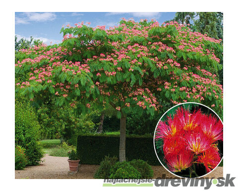 Albízia perzský hodvábny strom, výška 30/40 cm, v črepníku Albizia julibrissin