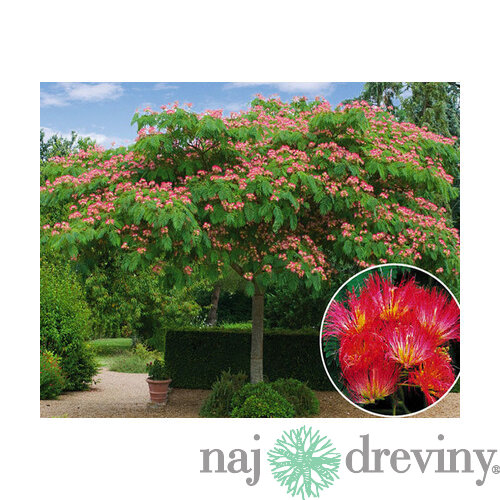 Albízia perzský hodvábny strom, výška 30/40 cm, v črepníku Albizia julibrissin