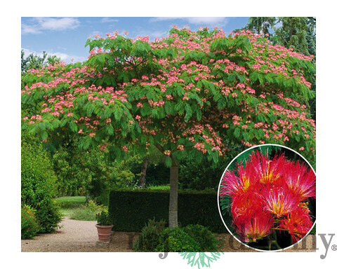 Albízia perzský hodvábny strom, výška 30/40 cm, v črepníku Albizia julibrissin