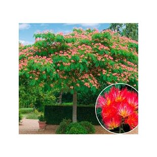 Albízia perzský hodvábny strom, výška 40/60 cm, v črepníku Albissia julibrissin