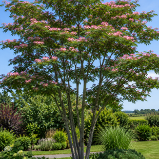 Albízia Rosea MULTIKMEŇ-perzský hodvábny strom na kmienku 200 cm, celková výška 250/300 cm, obvod kmienku 6/8 cm, v črepníku 20l Albizia julibrissin