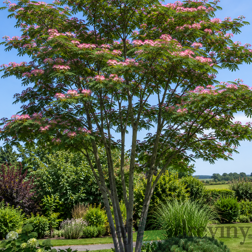 Albízia Rosea MULTIKMEŇ-perzský hodvábny strom na kmienku 200 cm, celková výška 250/300 cm, obvod kmienku 6/8 cm, v črepníku 20l Albizia julibrissin