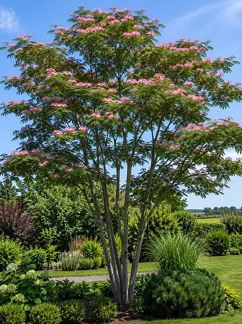 Albízia Rosea MULTIKMEŇ-perzský hodvábny strom na kmienku 200 cm, celková výška 250/300 cm, obvod kmienku 6/8 cm, v črepníku 20l Albizia julibrissin
