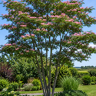 Albízia Rosea MULTIKMEŇ-perzský hodvábny strom na kmienku 200 cm, celková výška 250/300 cm, obvod kmienku 6/8 cm, v črepníku 20l Albizia julibrissin