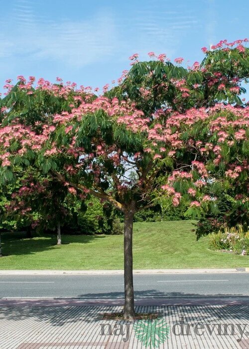 Albízia Rosea-perzský hodvábny strom na kmienku 180/200 cm, celková výška 200/300 cm, obvod kmienku 6/8 cm, v črepníku 20l Albissia julibrissin