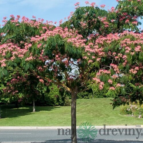 Albízia Rosea-perzský hodvábny strom na kmienku 200 cm, celková výška 250/300 cm, obvod kmienku 6/8 cm, v črepníku 20l Albissia julibrissin