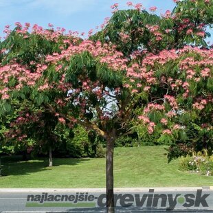 Albízia Rosea-perzský hodvábny strom na kmienku 200 cm, celková výška 250/300 cm, obvod kmienku 6/8 cm, v črepníku 20l Albissia julibrissin