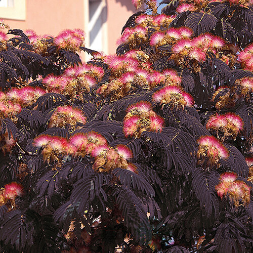 Albízia Summer chocolate (čokoládová), výška 80/100 cm, v črepníku Albissia julibrissin Summer chocolate