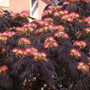 Albízia Summer chocolate (čokoládová), výška 80/100 cm, v črepníku Albissia julibrissin Summer chocolate