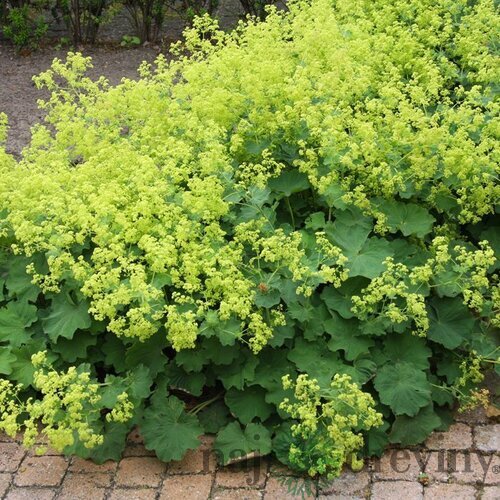 Alchemilka mäkká, v črepníku Alchemilla mollis