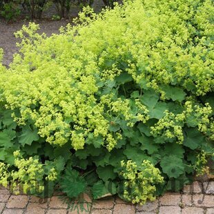Alchemilka mäkká, v črepníku Alchemilla mollis