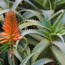 Aloe