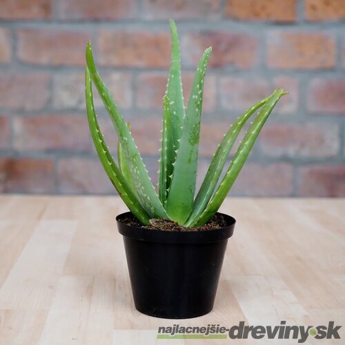 Aloe vera - Zázračná rastlina pre Váš interiér aj záhradu 25/35 cm v črepníku Aloe vera