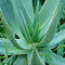 Aloe vera - Zázračná rastlina pre Váš interiér aj záhradu 25/35 cm v črepníku Aloe vera