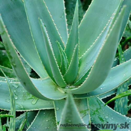 Aloe vera - Zázračná rastlina pre Váš interiér aj záhradu 25/35 cm v črepníku Aloe vera