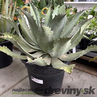 Aloe vera - zelený zázrak pre váš domov, výška 50/70 cm, v črepníku 15l Aloe vera
