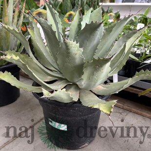 Aloe vera - zelený zázrak pre váš domov, výška 50/70 cm, v črepníku 15l Aloe vera