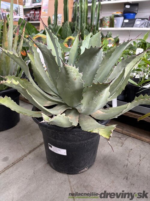 Aloe vera - zelený zázrak pre váš domov, výška 50/70 cm, v črepníku 15l Aloe vera