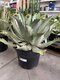 Aloe vera - zelený zázrak pre váš domov, výška 50/70 cm, v črepníku 15l Aloe vera